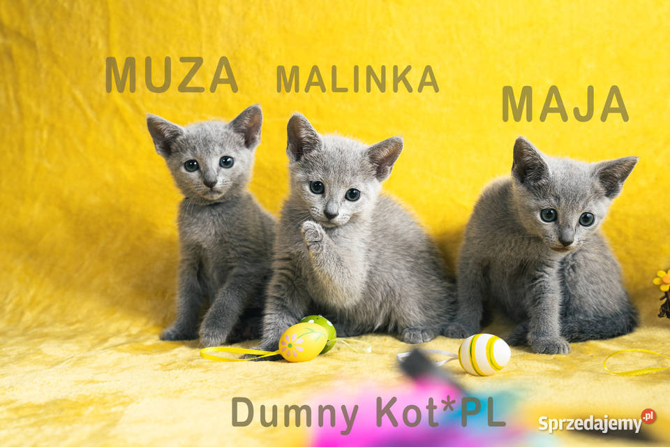 Kocięta Rosyjskie Niebieskie Toruń