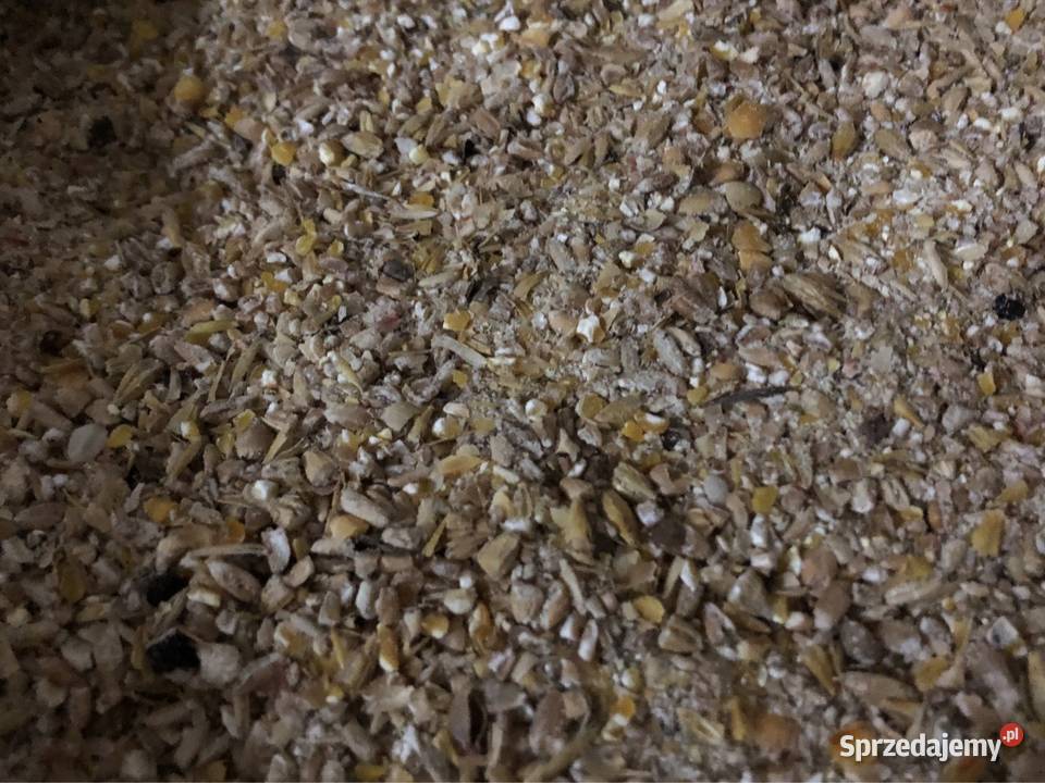 Śruta zbożowa mieszanka drobiu kur kaczek świń