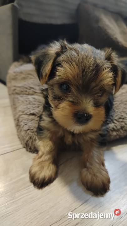 Śliczne Yorkshire terrier miniaturki Zwierzęta Łask