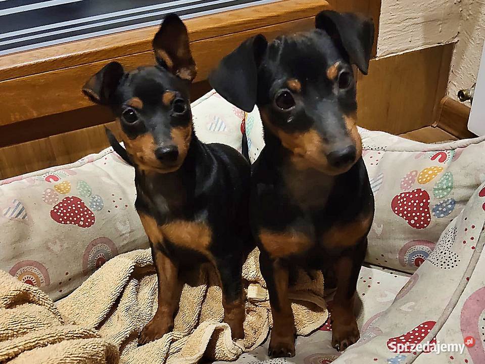 Pinczer miniaturowy Konin