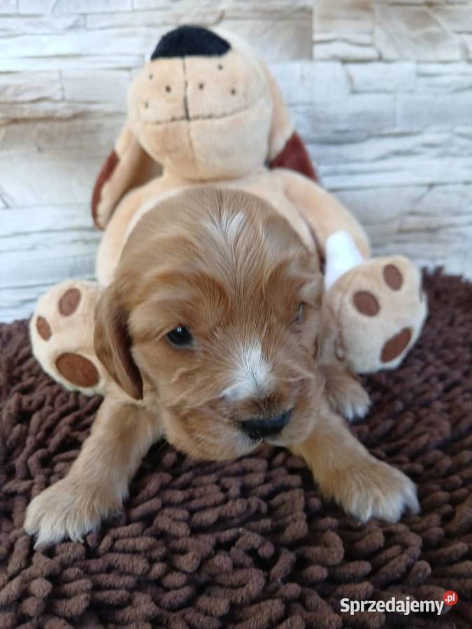 Śliczna sunia cocker spaniel Angielski Sieradz sprzedam