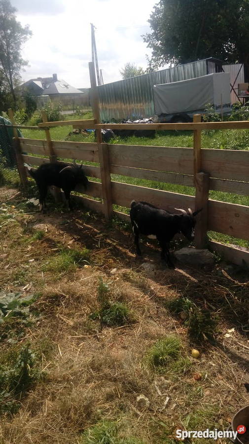 Spszedam kozy miniatórki karłowate lubelskie Leśniowice