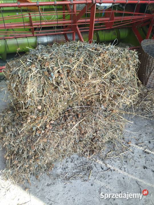 Sprzedam Siano i Koniczynę Trawy, słoma Sędziszów sprzedam