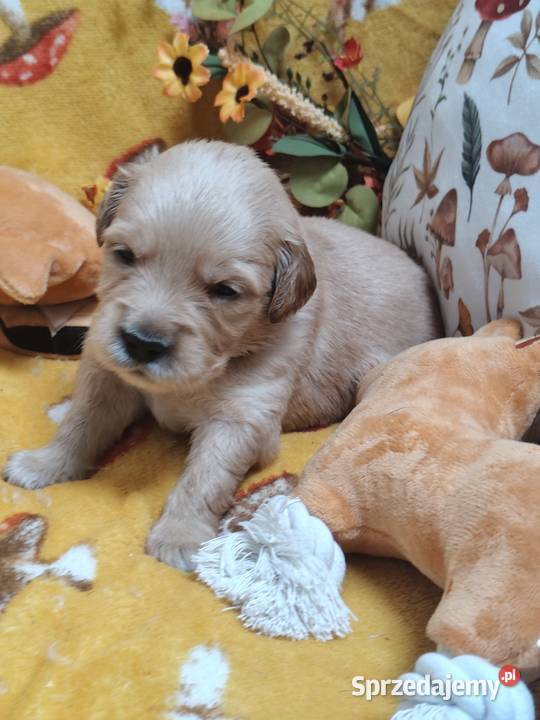 Golden Retriever pieski i suczki złote Tułowice
