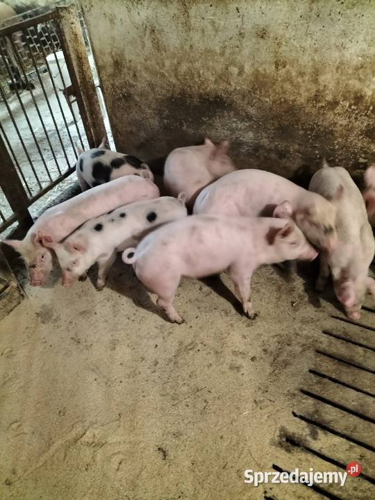 Sprzedam prosiaki łódzkie Piotrków Trybunalski