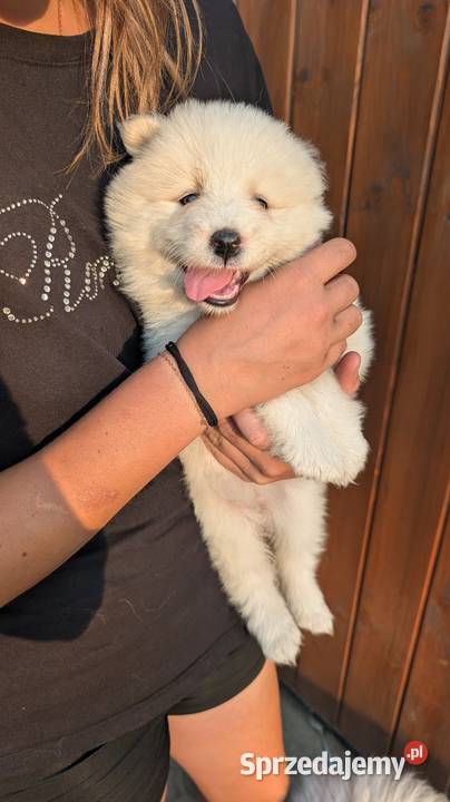 Samojed Samoyed Zapraszamy śląskie Pszczyna