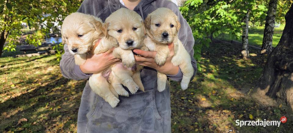 Golden retriever szczeniaki