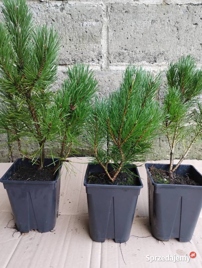 Kosodrzewina sadzonki w doniczkach Pinus mugo Buczków sprzedam
