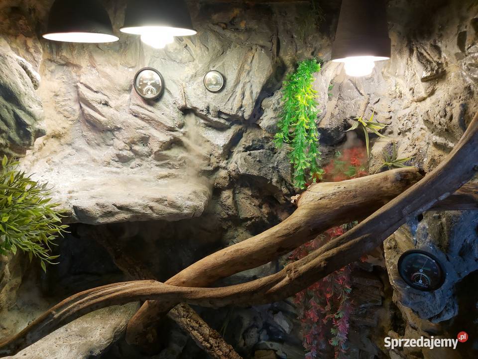 Agama błotna z terrarium bez Bielsko-Biała