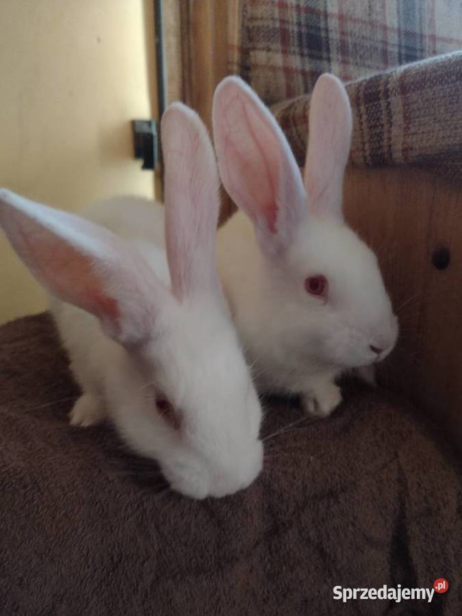 termondzkie białe Gryzonie Łomża