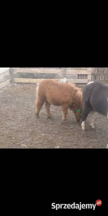 Sprzedam Dwa kucyki ogierki OKAZJA