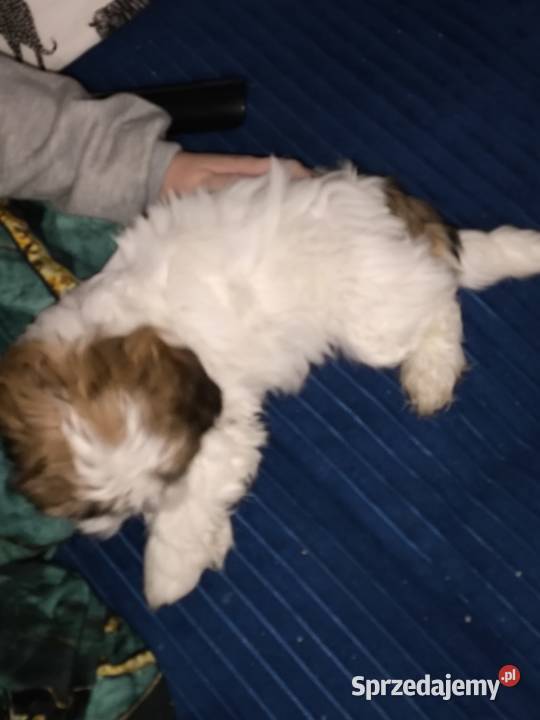Shihtzu piesek samodzielny Jadów