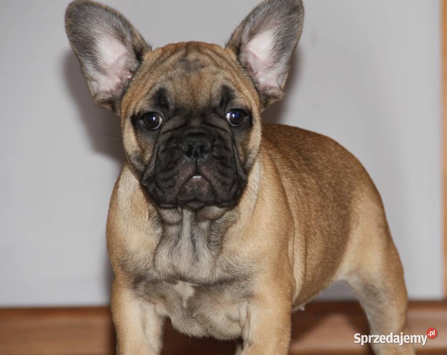 Buldog Francuski szczeniaki opolskie Kędzierzyn-Koźle