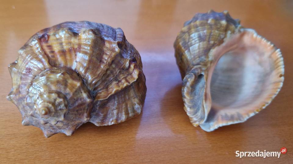 2 muszle morskie rapana venosa rapana Thomasa Warszawa