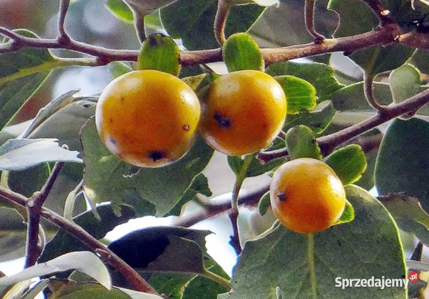 HURMA KAKI MELANOXYLON Diospyros melanoxylon Lubanie