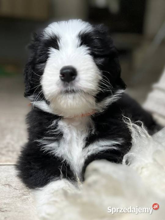 Bearded Collie FCI szczenięta