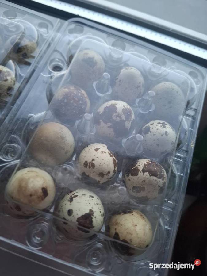 Jaja przepiórcze Wędrzyn