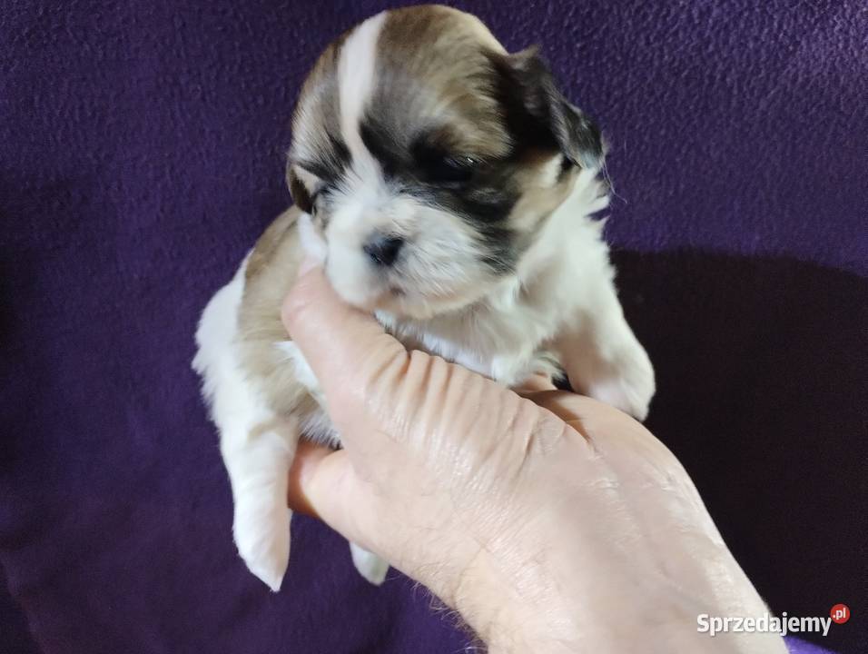 Shih TZU Shitzu Żychlin