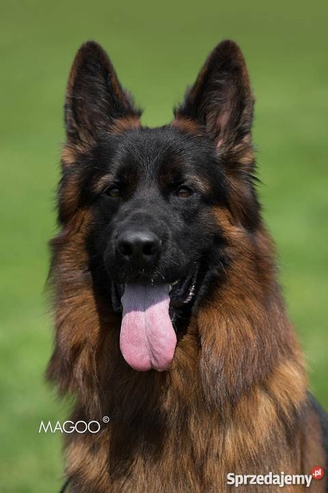 Owczarek niemiecki długowłosy FCI ZKWP Kalisz sprzedam