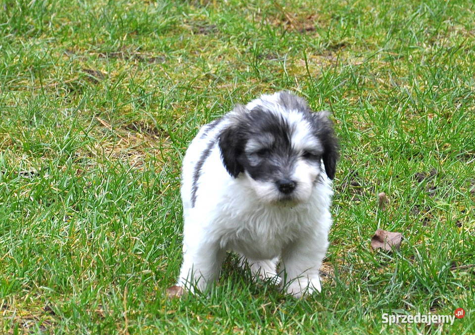 Polski Owczarek Nizinny FCI PON szczeniaki zachodniopomorskie