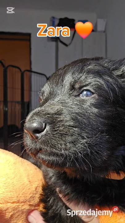 Owczarki Staroniemieckie czarne szczeniaczki