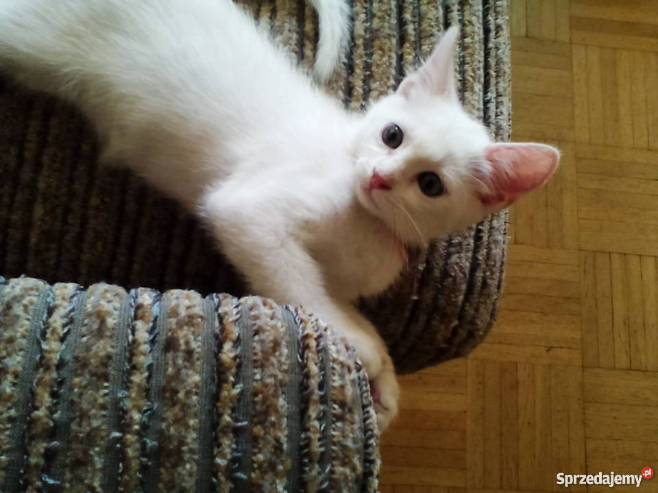 Sprzedam kocięta Tureckiej Angory mazowieckie Warszawa sprzedam