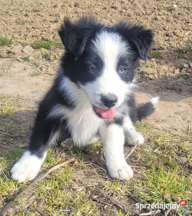 Szczeniaki Border Collie pomorskie Jagatowo