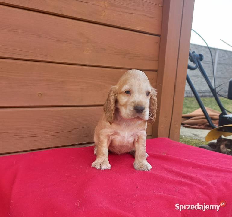 Cocker Spaniel Angielski Suczka Jutrosin