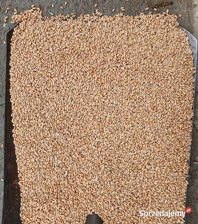 Sprzedam pszenice sprzedam