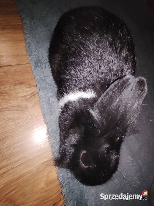 Królik samica miniaturka kujawsko-pomorskie Szubin sprzedam