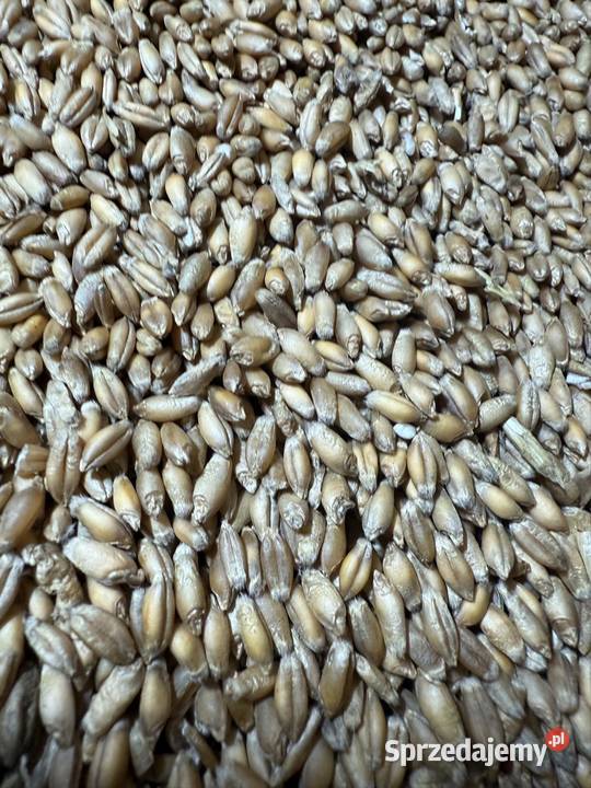 Pszenica argument że zbiorów 2025 młynkowaną Zboża Podole sprzedam