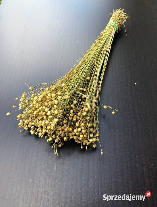 Naturalny OWIES pęczki zbóż suszone PĘCZKI OWSA Lublin