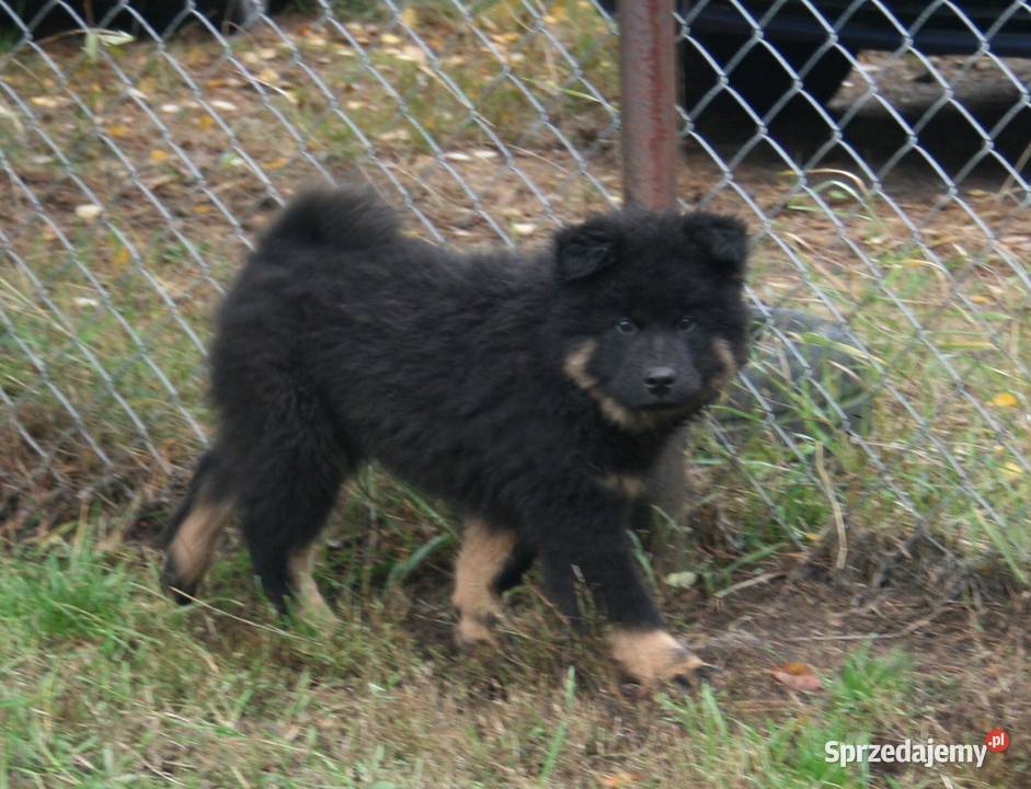 Eurasier szczenie piesek mazowieckie Puszcza Mariańska