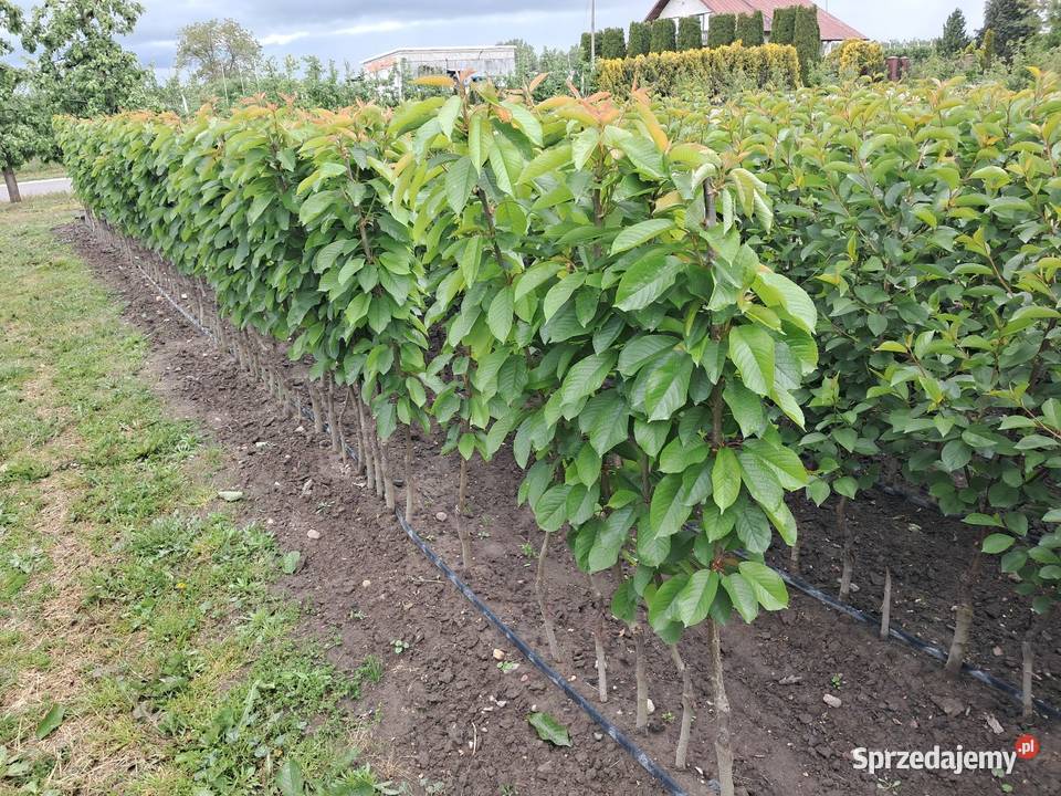 Drzewko Czereśnia Pozostałe Rolnictwo Nowe Miasto nad Pilicą