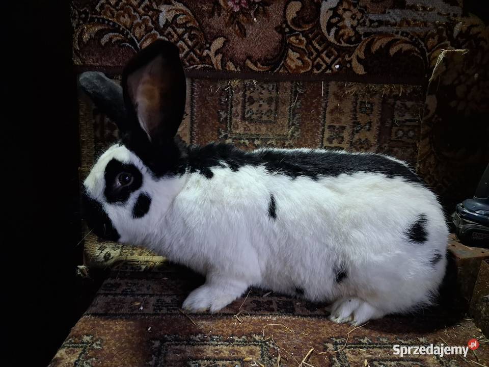 Samiec Olbrzym srokacz czarny Maćkówka