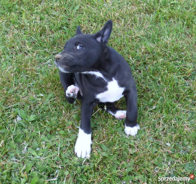 Basenji szczenięta do odbioru pod koniec czerwca