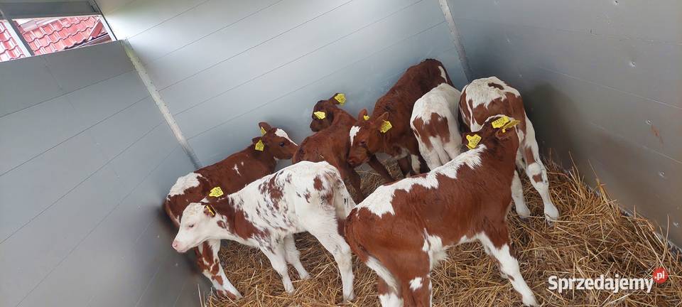 Byczki łodzkie Janowice