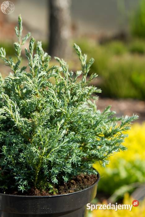 Cyprysik groszkowy BABY BLUE Pogorzela