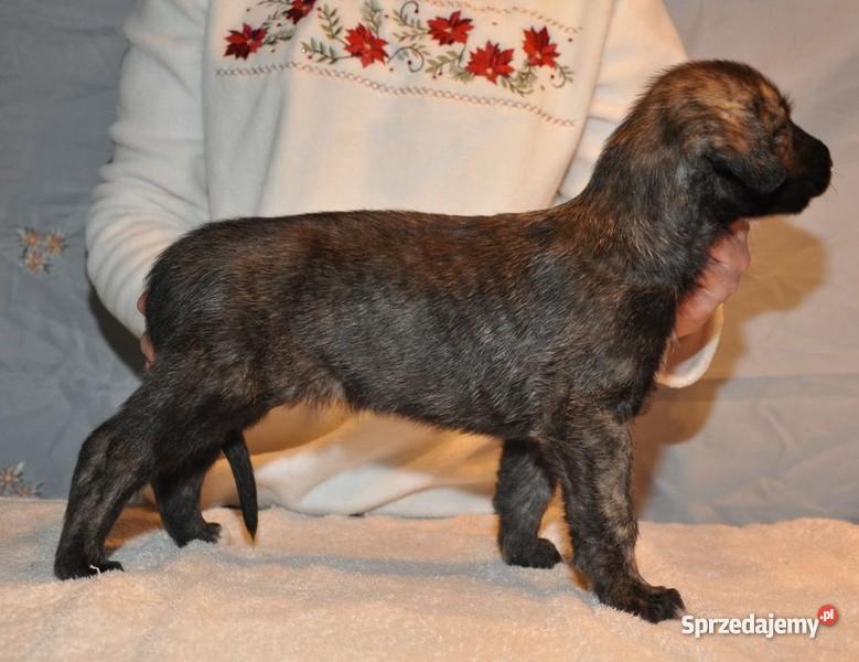 Wilczarz Irlandzki szczeniaki Psy śląskie sprzedam