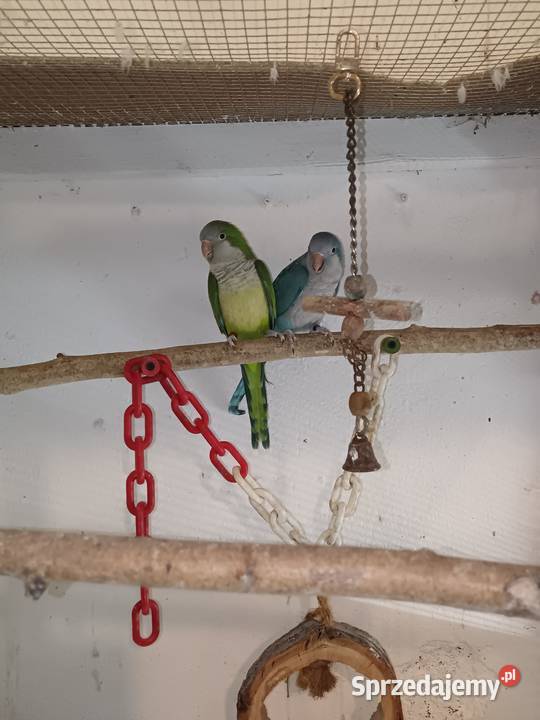 Sprzedam papugi Rozella białolica Mnichy Raszyn