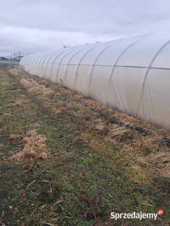 Tunel Foliowy 315 x 7 Majków Średni