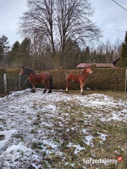 Sprzedam klacz zaźrebionąźrebaka podkarpackie Gogołów sprzedam