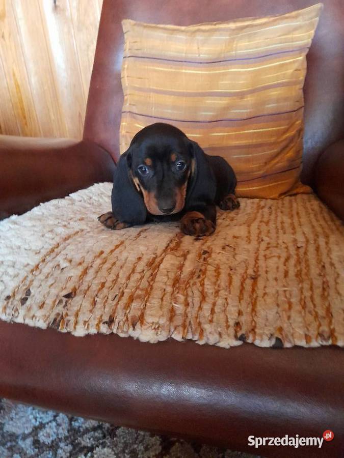 Jamnik krótkowłosy Augustów