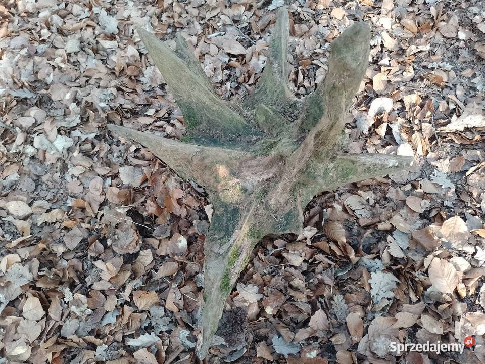 Korzeń dębowy naruralny do ogrodu Siekierki Małe