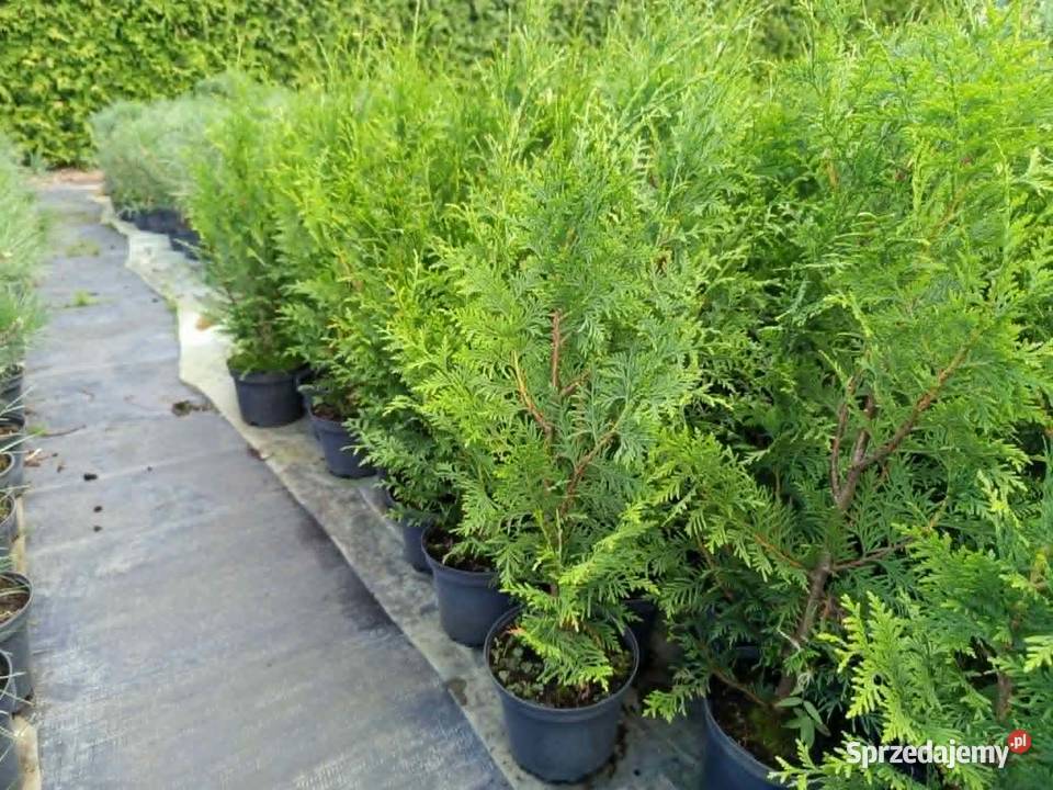 Thuja Plicata Gelderland 6070 20 Wrocław Iglaste Januszkowice