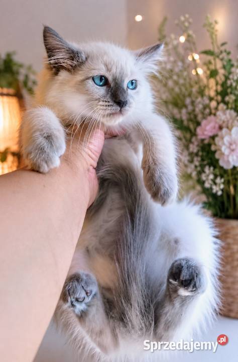 Piękne kocurki Ragdoll z rodowodem i wyprawką łódzkie