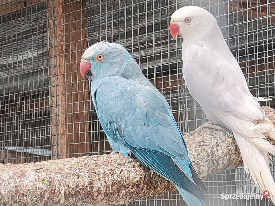 Papugi aleksandretty rozelle Parzno