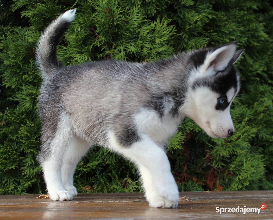 Siberian Husky Szczenięta Sochaczew
