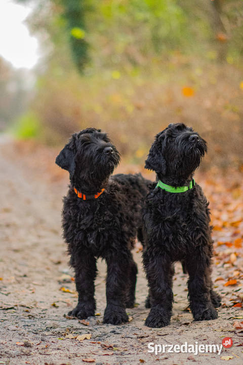 Czarny Terier Rosyjski Krzeszyce