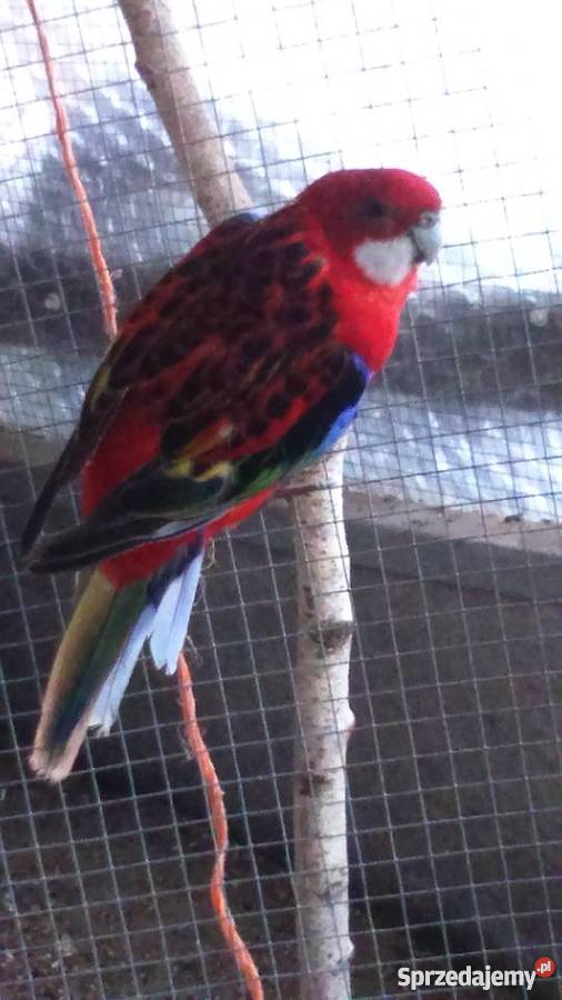 Sprzedam papugi rozelle białolice